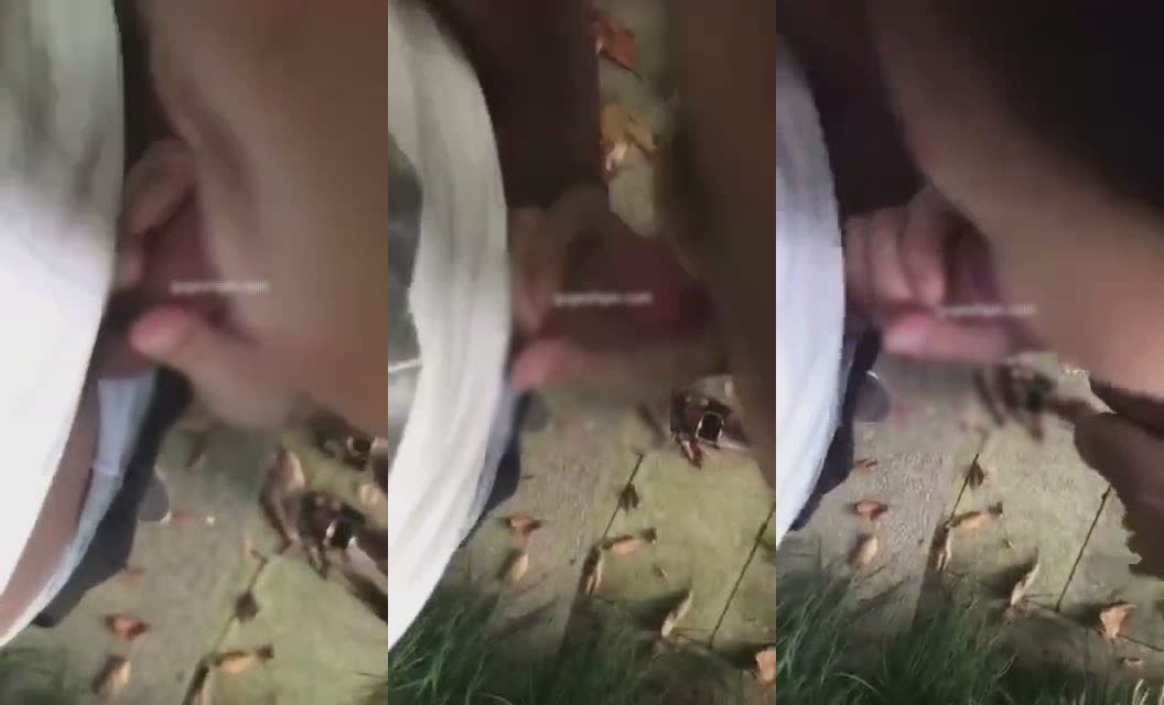 良家极品少妇直播草丛里疯狂野战 周围有人也不管了